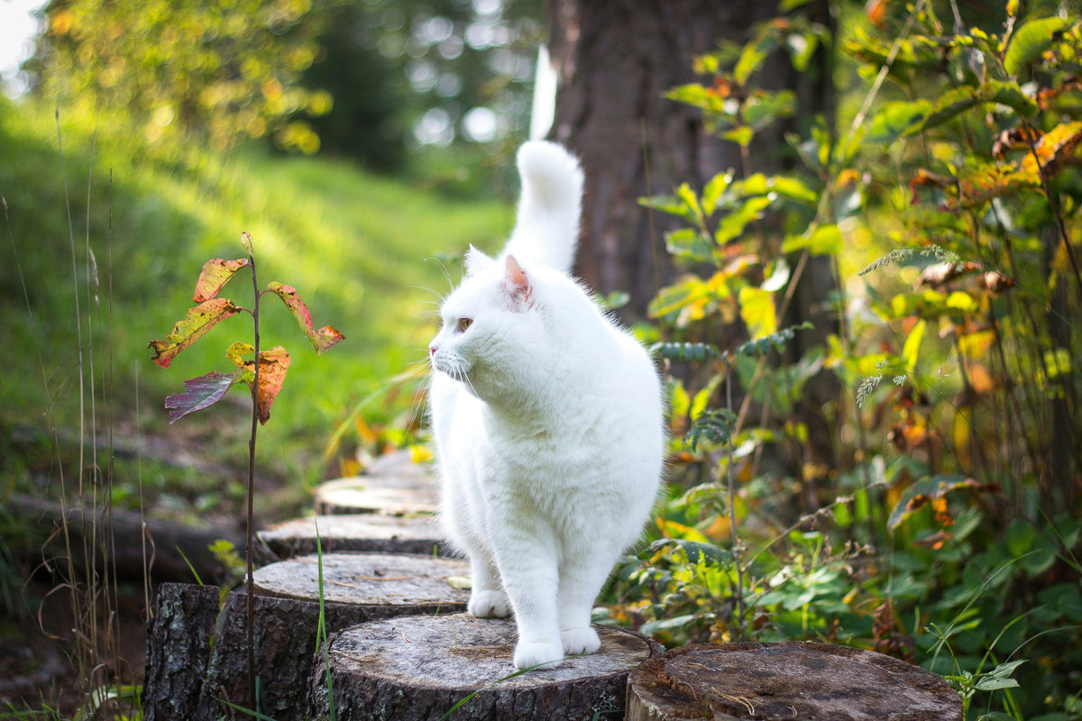 Chat