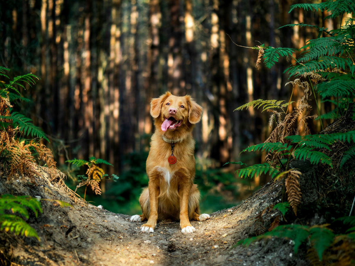 Chien