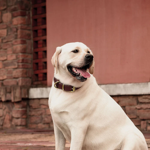 Collier pour Chien en Cuir Véritable Renforcé Oukita - Élégance Rustique & Robustesse