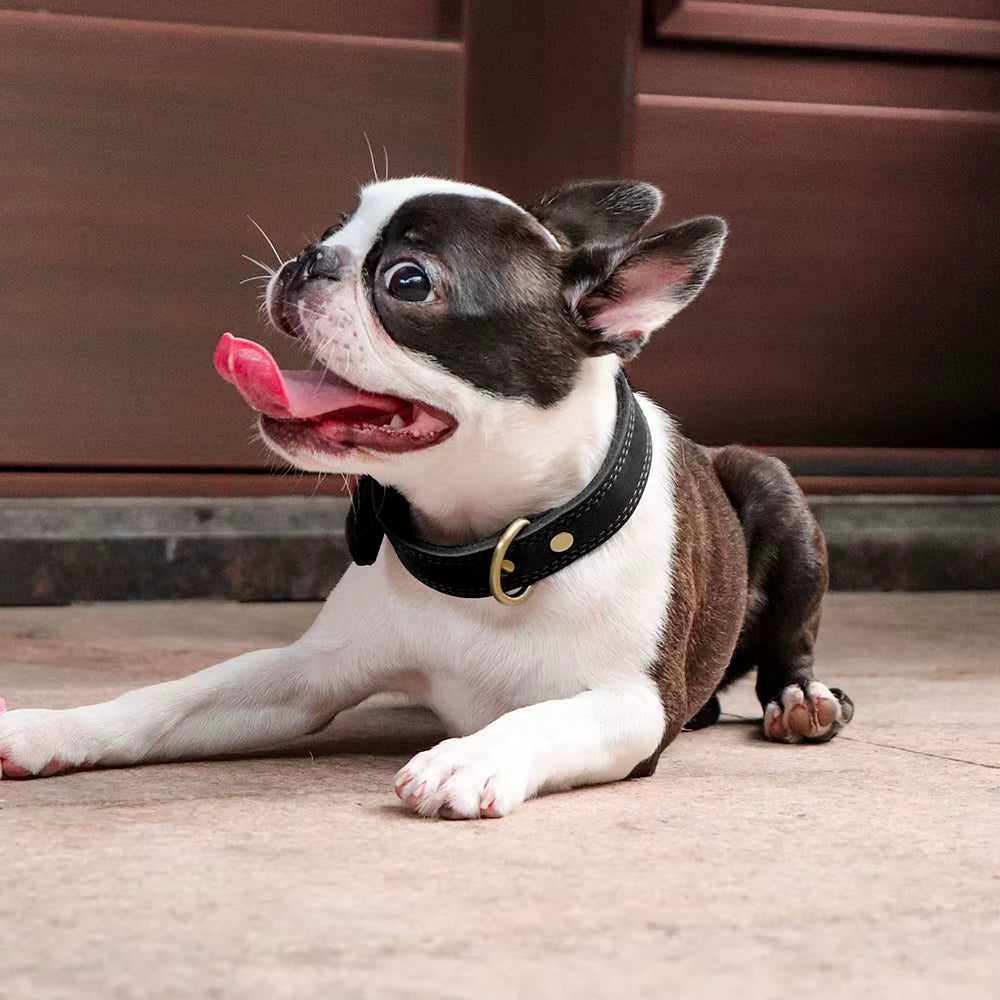Collier pour Chien en Cuir Véritable Renforcé Oukita - Élégance Rustique & Robustesse