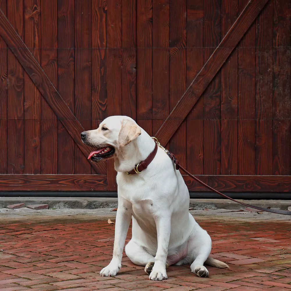 Collier pour Chien en Cuir Véritable Renforcé Oukita - Élégance Rustique & Robustesse